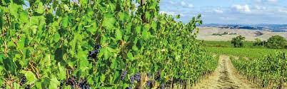 2022 Casa Marrone Apassimento Rosso Puglia Blend Red