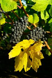 2021  Tunella Pinot Nero