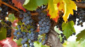 2022 - Charles Brotte  Grand Vallon Syrah